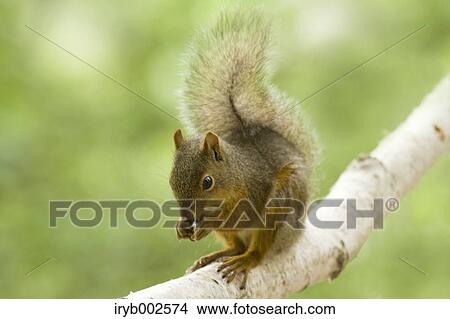 Japanese Squirrel View Large Photo Image Picture - Japanese Squirrel. Fotosearch