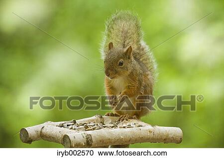 Japanese Squirrel View Large Photo Image Stock Image - Japanese Squirrel. Fotosearch