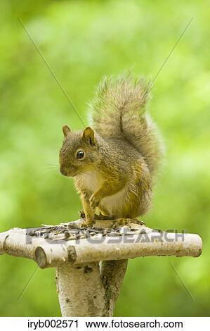 Japanese Squirrel View Large Photo Image Stock Image - Japanese Squirrel. Fotosearch