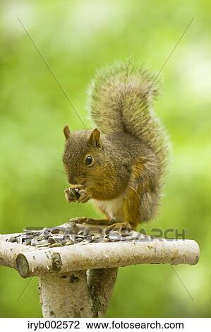 Japanese Squirrel View Large Photo Image Stock Image - Japanese Squirrel. Fotosearch