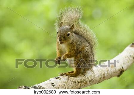 Stock Image - Japanese Squirrel. Fotosearch