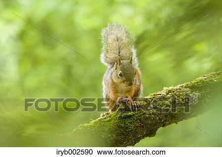 Japanese Squirrel View Large Photo Image Stock Image - Japanese Squirrel. Fotosearch