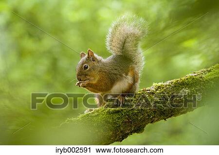 Japanese Squirrel View Large Photo Image Stock Image - Japanese Squirrel. Fotosearch