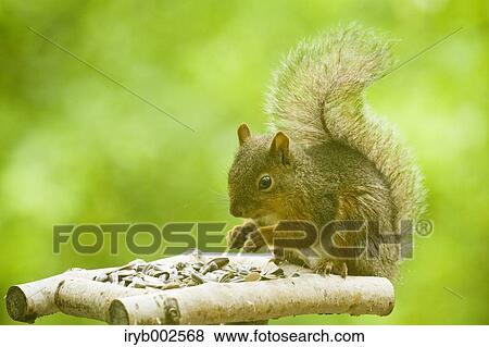 Japanese Squirrel View Large Photo Image Stock Photo - Japanese Squirrel. Fotosearch
