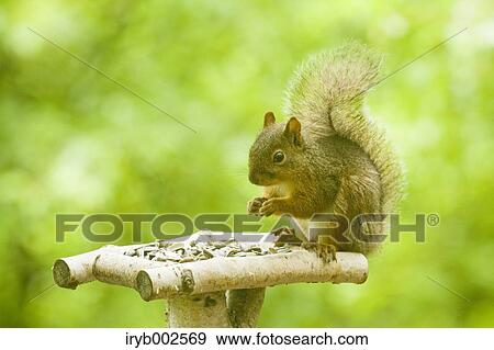 Japanese Squirrel View Large Photo Image Stock Photo - Japanese Squirrel. Fotosearch