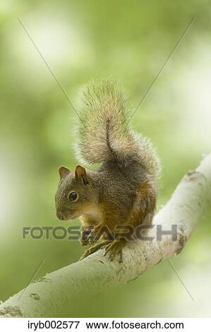 Japanese Squirrel View Large Photo Image Stock Photo - Japanese Squirrel. Fotosearch