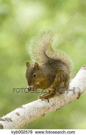 Japanese Squirrel View Large Photo Image Stock Photo - Japanese Squirrel. Fotosearch