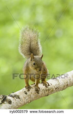 Japanese Squirrel View Large Photo Image Stock Photo - Japanese Squirrel. Fotosearch