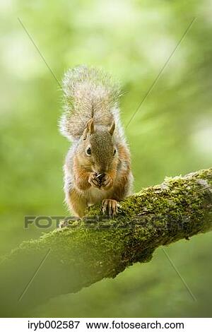 Japanese Squirrel View Large Photo Image Stock Photo - Japanese Squirrel. Fotosearch