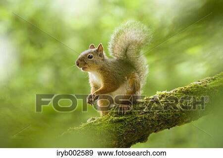 Japanese Squirrel View Large Photo Image Stock Photo - Japanese Squirrel. Fotosearch