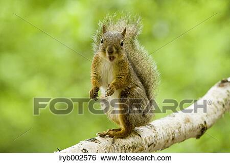 Japanese Squirrel View Large Photo Image Stock Photograph - Japanese Squirrel. Fotosearch