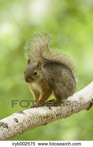Japanese Squirrel View Large Photo Image Stock Photography - Japanese Squirrel. Fotosearch