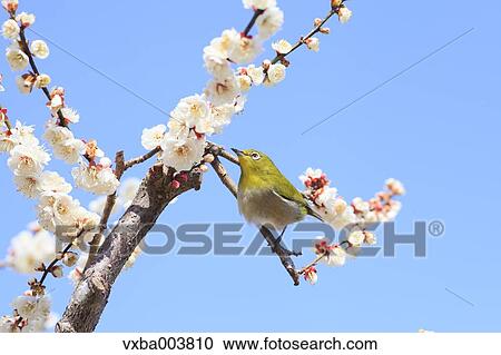 Stock Image - Japanese White Eye and plum blossoms. Fotosearch