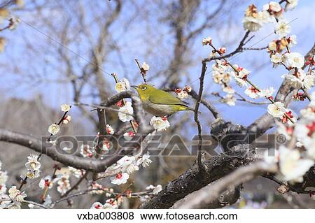Japanese White Eye View Large Photo Image Stock Photo - Japanese White Eye. Fotosearch