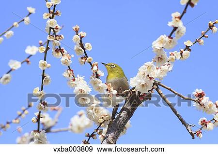 Japanese White Eye View Large Photo Image Stock Photo - Japanese White Eye. Fotosearch
