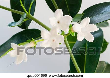 Stock Photograph - Jasmine. Fotosearch