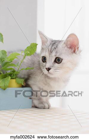Kitten View Large Photo Image Picture - Kitten. Fotosearch