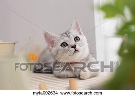 Picture - Kitten. Fotosearch