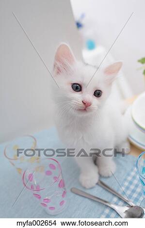 Kitten View Large Photo Image Picture - Kitten. Fotosearch