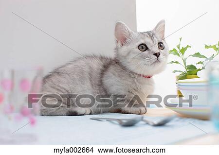 Picture - Kitten. Fotosearch