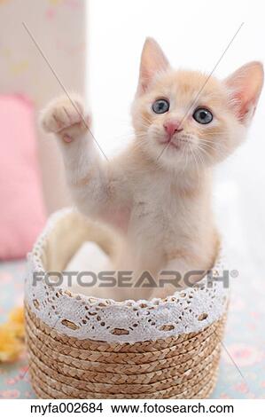 Kitten View Large Photo Image Picture - Kitten. Fotosearch