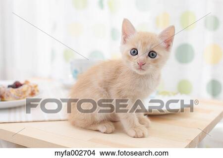 Picture - Kitten. Fotosearch