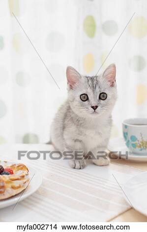 Kitten View Large Photo Image Picture - Kitten. Fotosearch