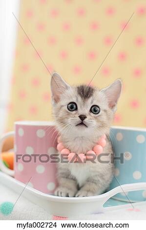 Picture - Kitten. Fotosearch
