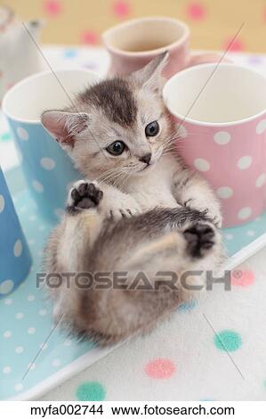 Kitten View Large Photo Image Picture - Kitten. Fotosearch