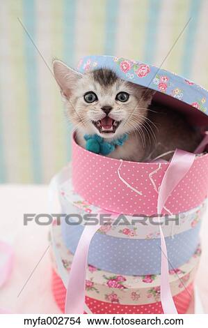 Kitten View Large Photo Image Picture - Kitten. Fotosearch