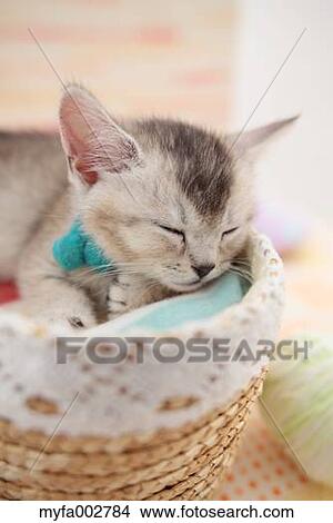 Picture - Kitten. Fotosearch