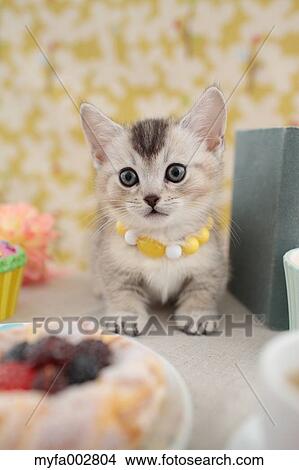 Kitten View Large Photo Image Picture - Kitten. Fotosearch