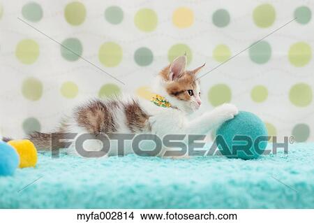 Kitten View Large Photo Image Picture - Kitten. Fotosearch