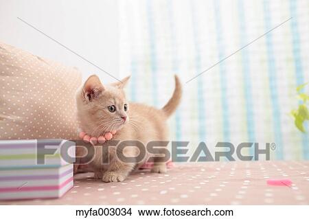 Kitten View Large Photo Image Picture - Kitten. Fotosearch
