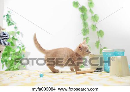 Kitten View Large Photo Image Picture - Kitten. Fotosearch