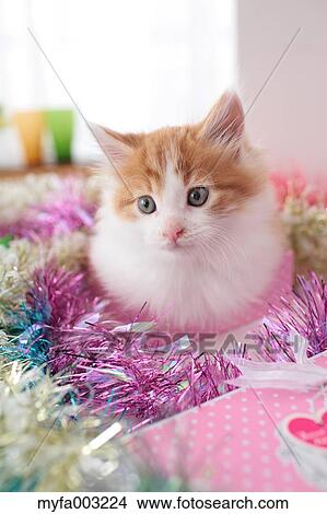 Kitten View Large Photo Image Picture - Kitten. Fotosearch