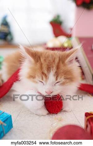 Kitten View Large Photo Image Picture - Kitten. Fotosearch