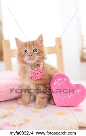 Kitten View Large Photo Image Picture - Kitten. Fotosearch