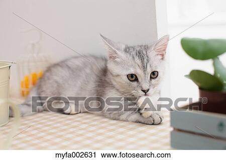 Stock Image - Kitten. Fotosearch