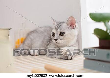Kitten View Large Photo Image Stock Image - Kitten. Fotosearch