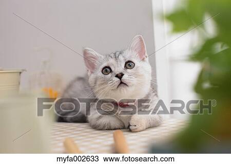 Stock Image - Kitten. Fotosearch