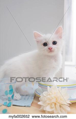 Kitten View Large Photo Image Stock Image - Kitten. Fotosearch
