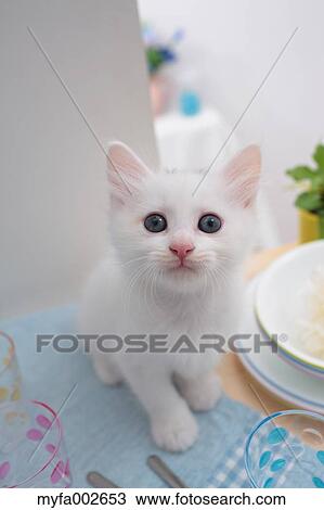 Kitten View Large Photo Image Stock Image - Kitten. Fotosearch