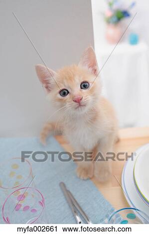 Kitten View Large Photo Image Stock Image - Kitten. Fotosearch