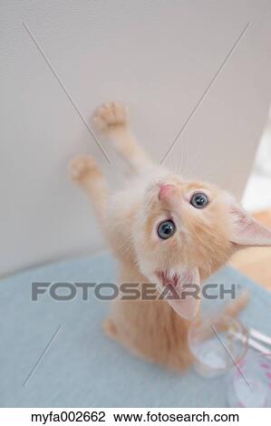 Kitten View Large Photo Image Stock Image - Kitten. Fotosearch