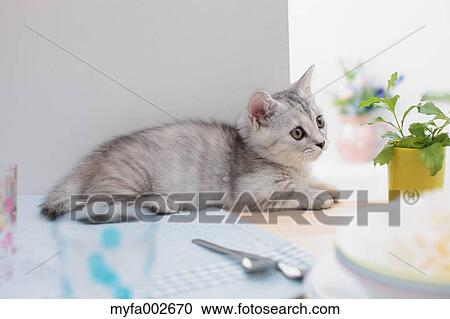Stock Image - Kitten. Fotosearch