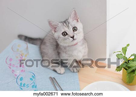 Kitten View Large Photo Image Stock Image - Kitten. Fotosearch