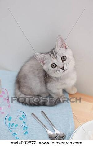 Kitten View Large Photo Image Stock Image - Kitten. Fotosearch