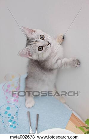 Kitten View Large Photo Image Stock Image - Kitten. Fotosearch