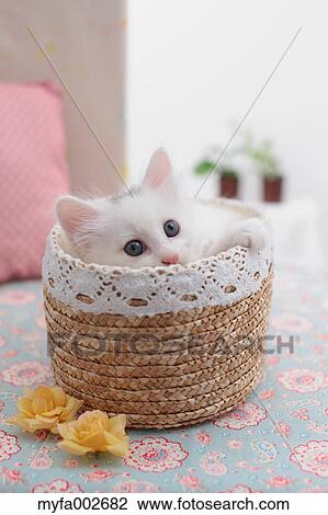 Kitten View Large Photo Image Stock Image - Kitten. Fotosearch
